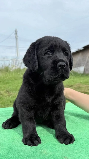 Unser wunderschöner Labrador-Welpe sucht eine fürsorgliche und verantwortungsbewusste neue Familie. 