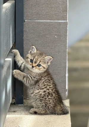 Reinrassige Britisch Kurzhaar Kitten