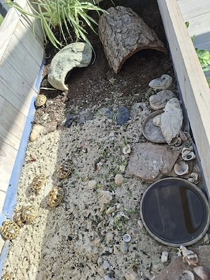 Landschildkröte, aus Zucht - Griechische Landschildkröten - Testudo hermanni boettgeri Bild 3
