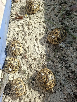 Landschildkröte, aus Zucht - Griechische Landschildkröten - Testudo hermanni boettgeri Bild 4