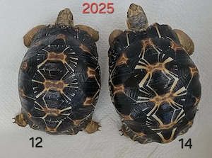 Astrochelys radiata - Strahlenschildkröten 2025