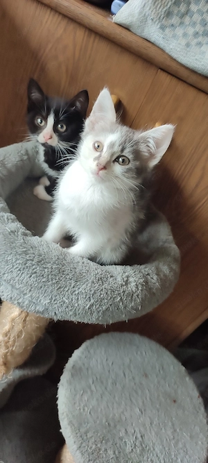 Abgabebereit ! Katzenbaby  Heilige Birmamix