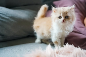 Britisch Kurzhaar und Britisch Langhaar kitten 