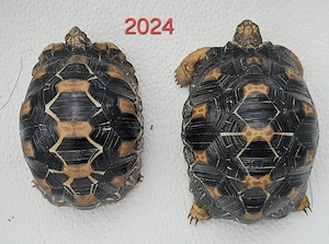 2 Astrochelys radiata 2024  Strahlenschildkröten 