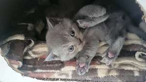BKH katzenbaby
