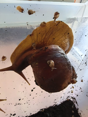 Achatschnecken Nachwuchs Babies !