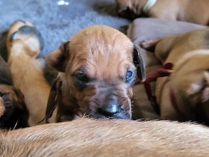 Wunderschöne Ridgebackwelpen suchen ein gutes Zuhause
