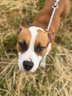 american staffordshire hündin