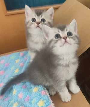 BKH Kitten 