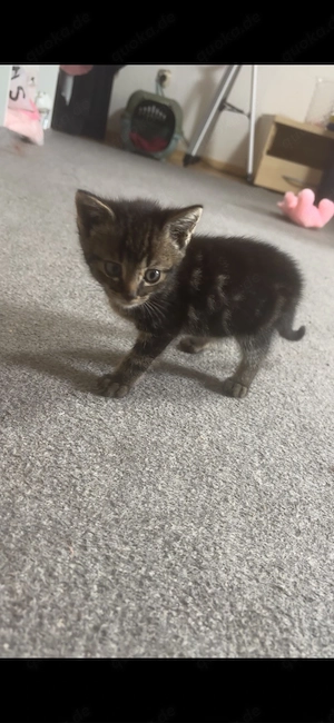 Süßer Baby-Kater sucht ein liebevolles Zuhause   