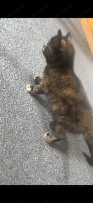 Liebe junge Katze sucht ein fürsorgliches Zuhause   