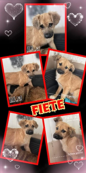 Notfallwelppe "Fiete" sucht dringend ein liebevolles Zuhause 