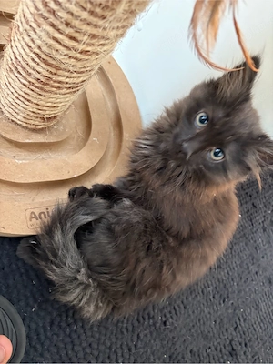 Maine Coon BLH Mix Kitten