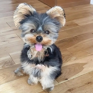 yorkshire-terrier-welpen zu verkaufen