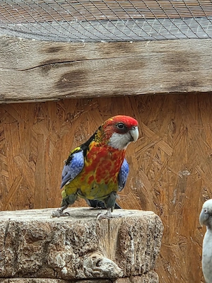 Rosella Mutationen 