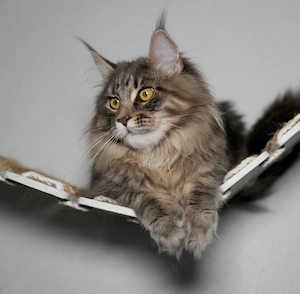 Wunderschönes Maine Coon Mädchen sucht liebevolles Zuhause