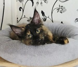 Maine Coon Mädchen 