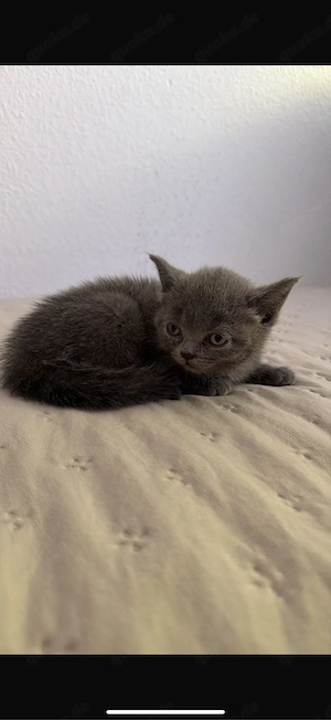 Süßes graues Katzenbaby (weiblich) sucht liebevolles Zuhause