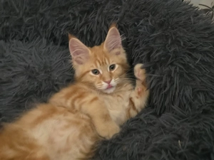 Maine Coon Kater