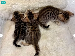 Reinrassige Bengal Kitten aus Champion-Linien