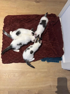 Zwei kleine Kater abzugeben 