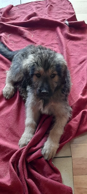 Welpen Briard, Landseer Mix 