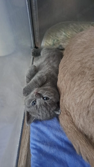 Bkh britisch kurzhaar blau kitten