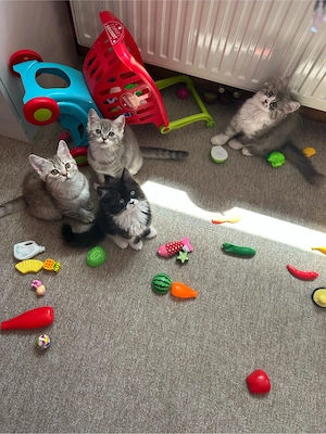 BKH Kitten 