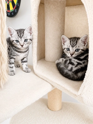 Britisch Kurzhaar Kitten Whiskas 