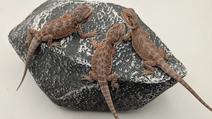 Red Organge  Red Farbbartagamen Bartagame Pogona Vitticeps NZ 26
