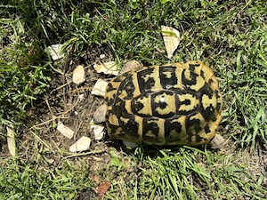 Abgabe einer adulten eierlegenden Dalmatischen Landschildröte (Testudo h. Hercegovinensis), DNZ 1996