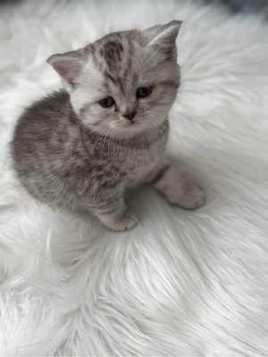 3 BKH-Kitten (Weibchen) zu verkaufen!