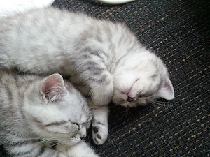 BKH - Katzen babys