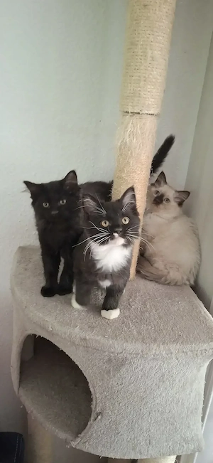 2 Ragdoll   Maine Coon Kitten, cats, Katzen suchen