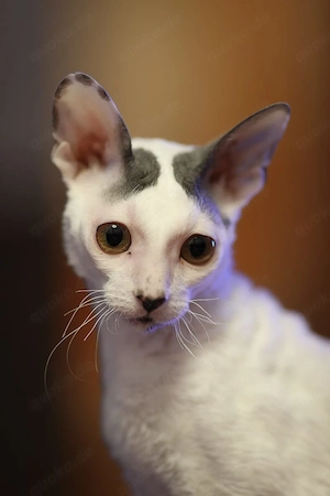 Cornish Rex Kitten mit Stammbaum,Abgabebereit