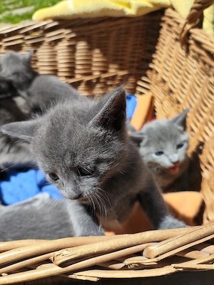 Russisch Blau Katzenbaby, reinrassige Kitten! 