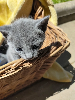 Russisch Blau Katzenbaby, reinrassige Kitten! 