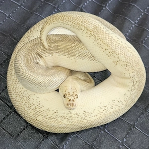 0.1 Enchi Pastel Lesser Clown