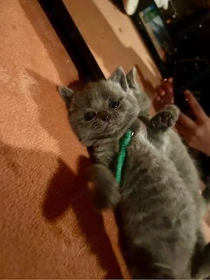 baby katzen zum verkaufen