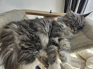 MAINE Coon kitten 