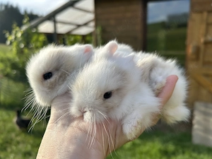 Super zutrauliche Teddyzwerge Kaninchenbabys und Mini MM Löwenköpfchen 