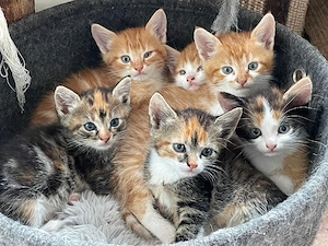 Katzenbabys   Kitten suchen ab sofort ein Zuhause bkh ekh