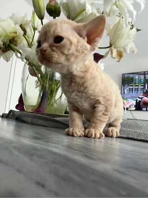 Devon Rex Kitten Stammbaum 