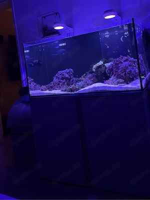 meerwasser aqarium 400 liter
