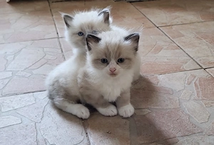 Ragdoll kitten 