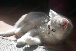 BKH Kitten silver shaded mit Stammbaum