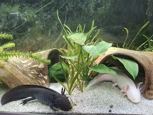 3 Axolotl abzugeben