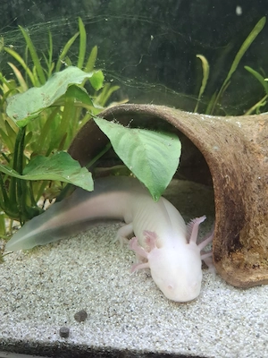 Axolotl 1 Weissling 2 Wildlinge