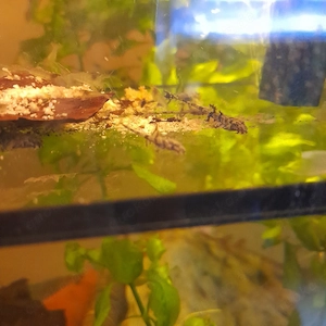 Gebändeter Hexenwels (Loricaria filamentosa)NZ