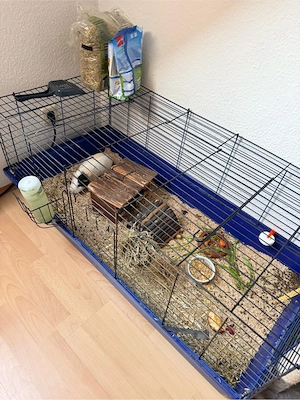 Meerschweinchen in liebevolle Hände abzugeben